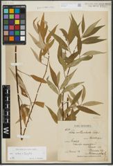 Foto von Salix alba L. x Salix fragilis L.